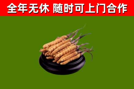 松原回收冬虫夏草
